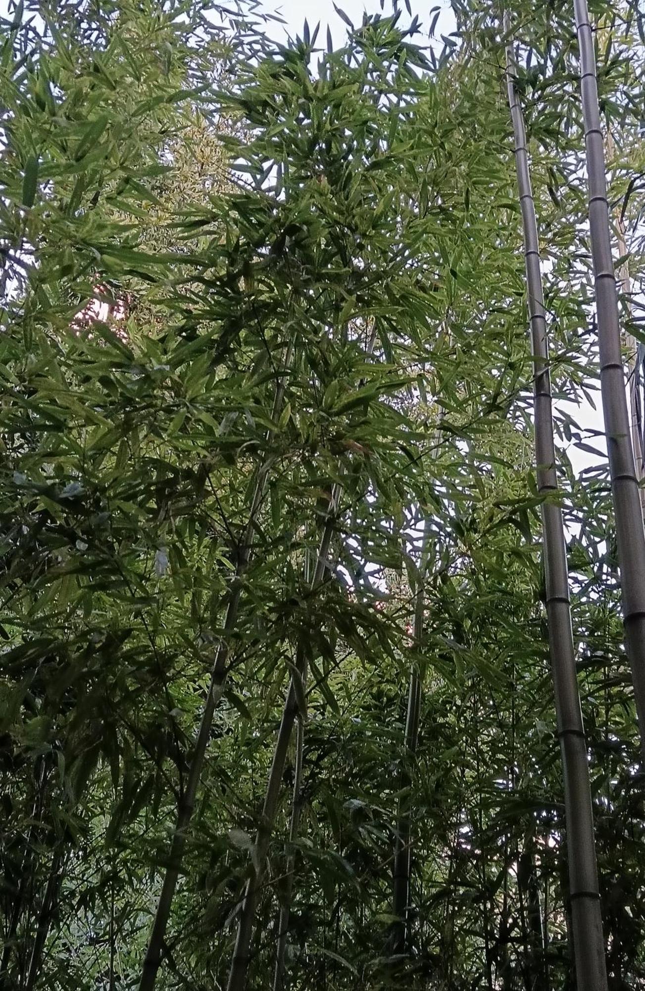 Bamboo Oasis Apartment With Terrace In The Garden And Free Parking, Ριέκα Εξωτερικό φωτογραφία